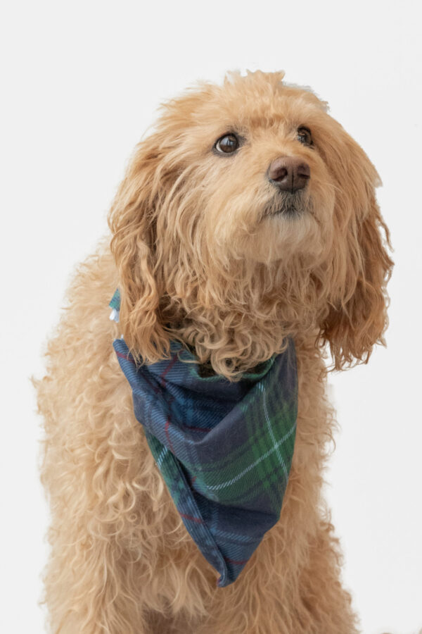 A beautiful, fluffy, golden-hued dog adorns a colorful, plaid, blue-green neckerchief.